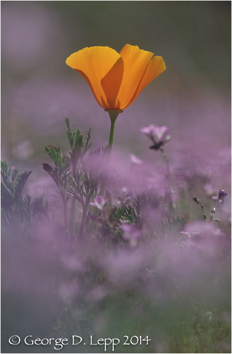 California Poppy. © George D. Lepp 2014 PW-PO-0121