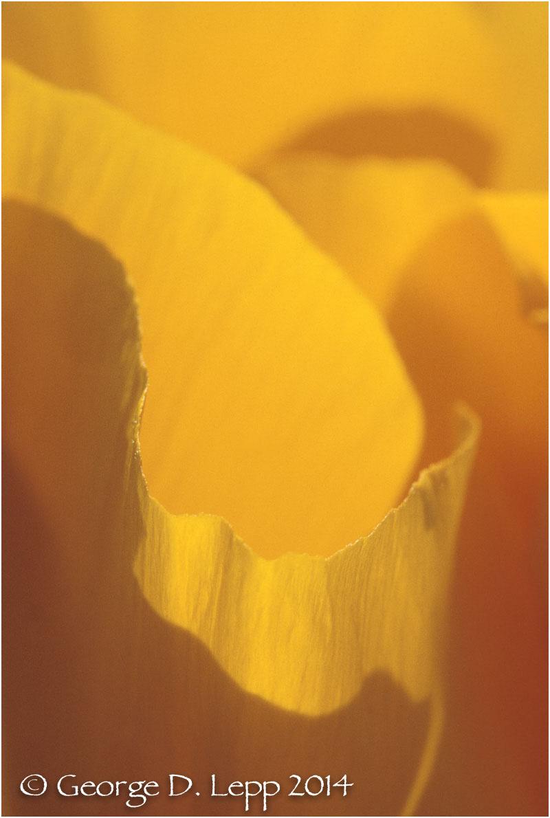 California Poppy. © George D. Lepp 2014 PW-PO-0088