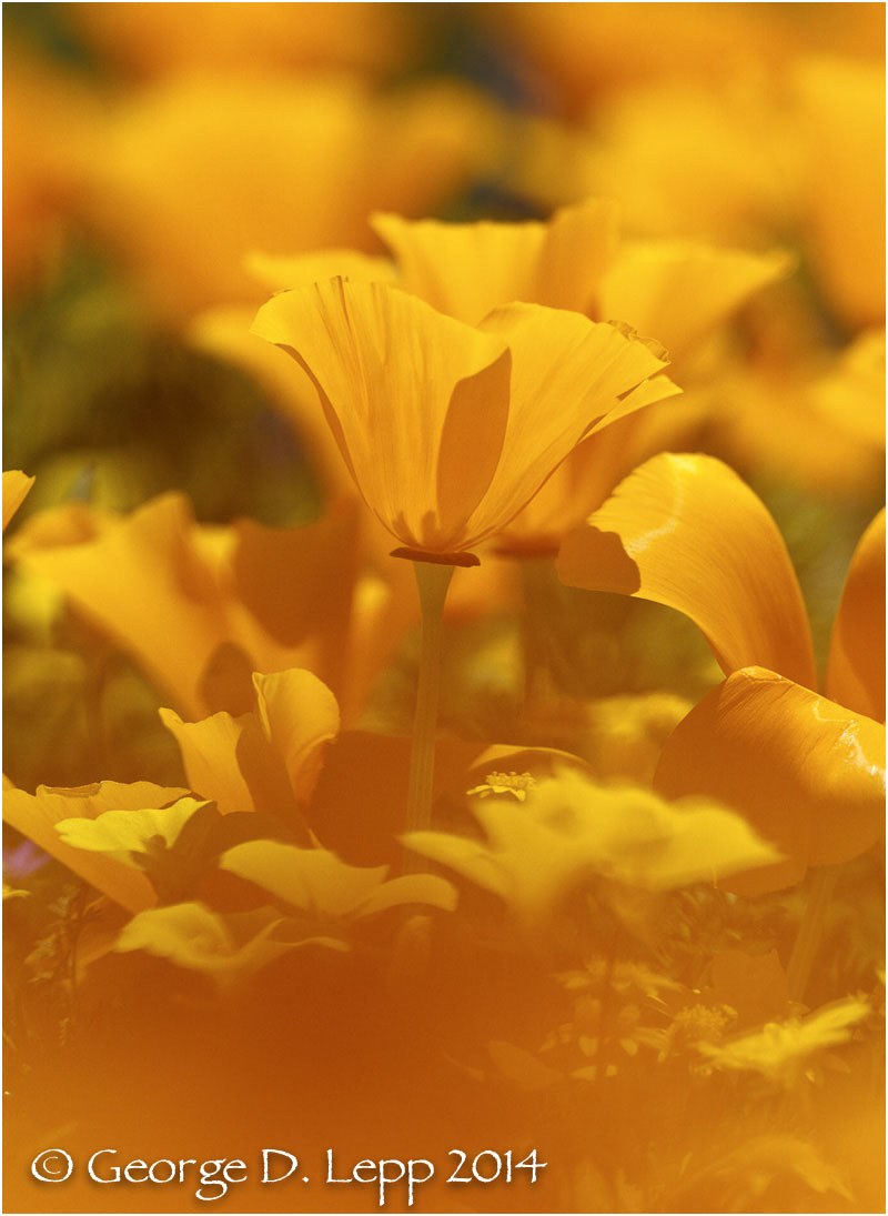 California Poppy. © George D. Lepp 2014 PW-PO-0167