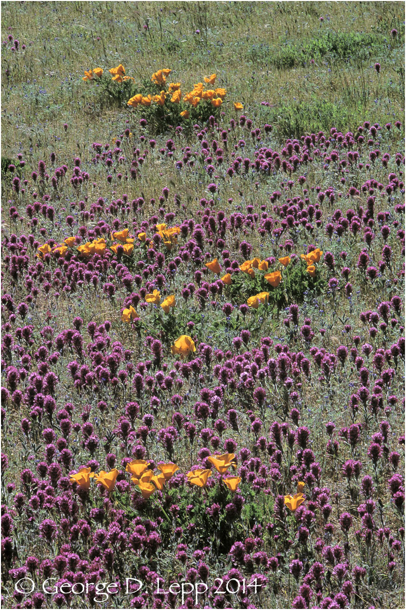 California Poppy. © George D. Lepp 2014 PW-PO-0183