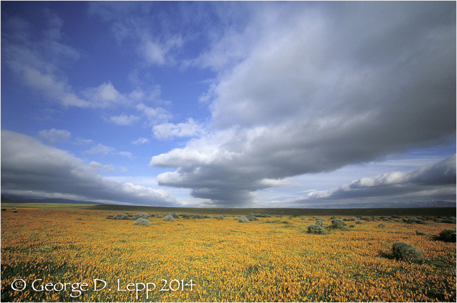 California Poppy. © George D. Lepp 2014 PW-PO-0165