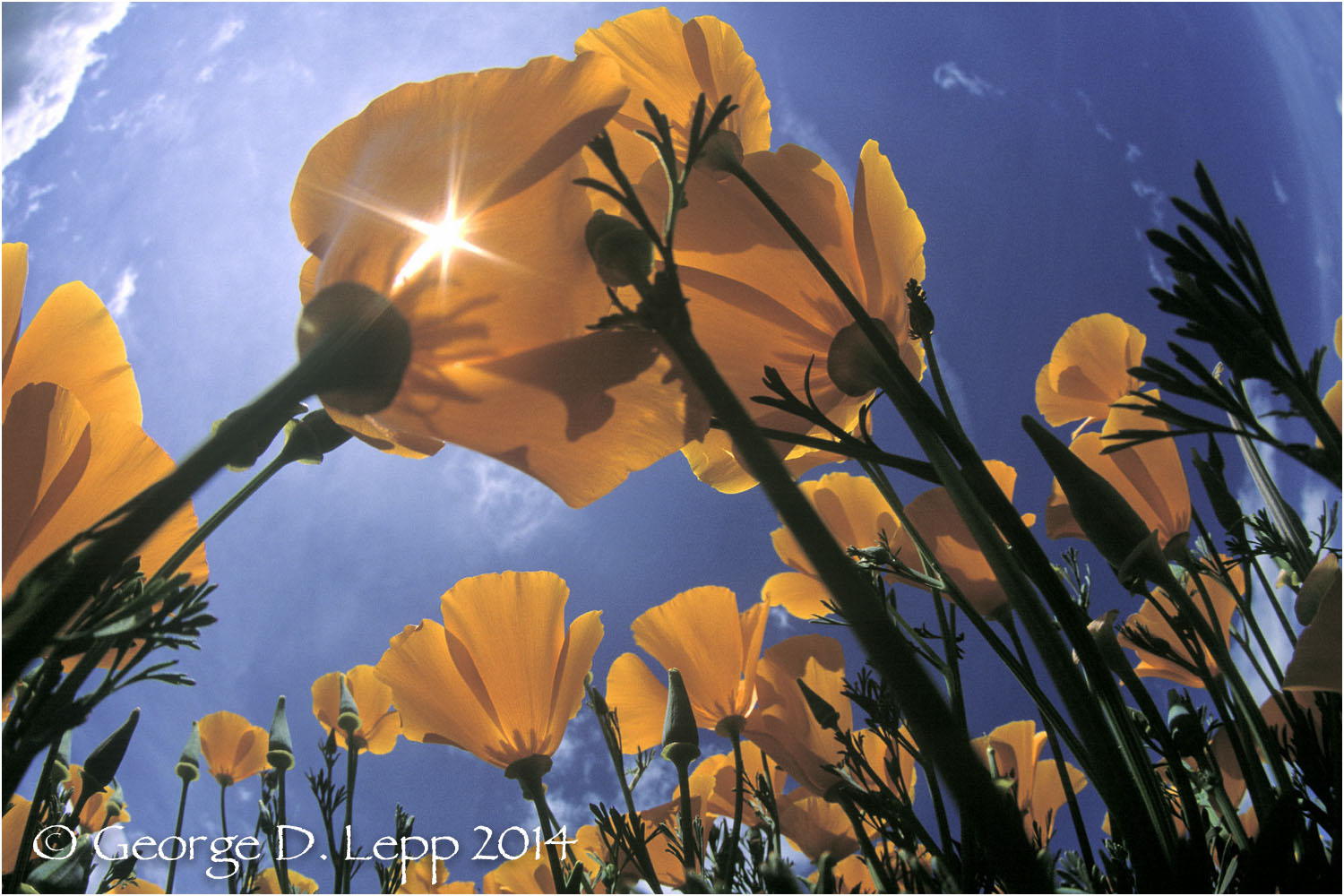 California Poppy. © George D. Lepp 2014 PW-PO-0178