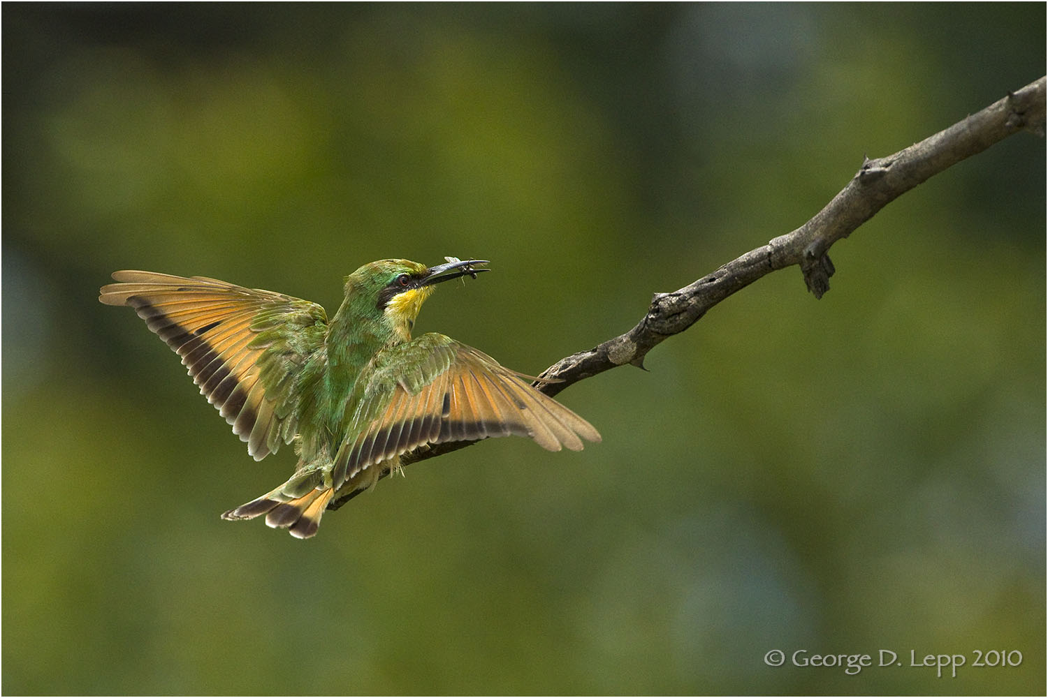 Little Bee Eater, Botswana. © George D. Lepp 2010 B-BE-LI-0001
