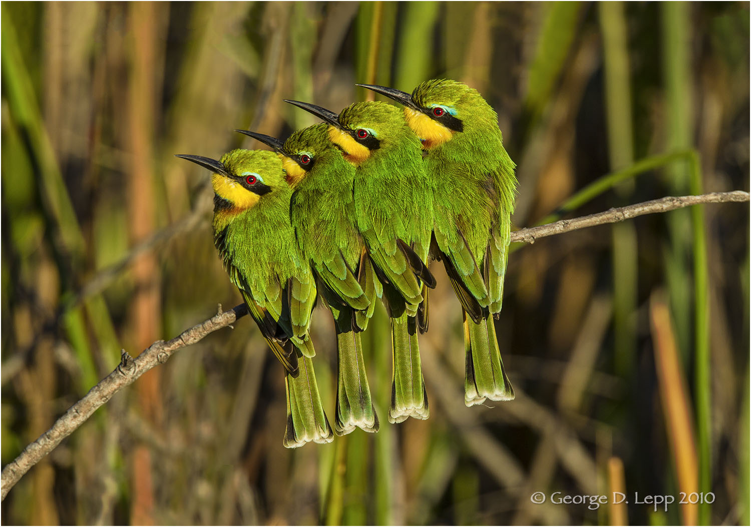 Little Bee Eaters, Botswana. © George D. Lepp 2010 B-BE-LI-0004