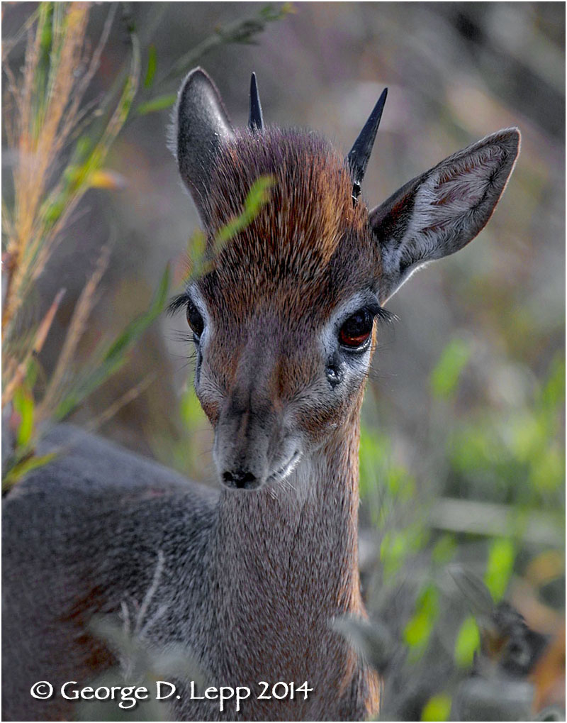 Dik Dik, Tanzania. © George D. Lepp 2014 M-AN-DI-0003