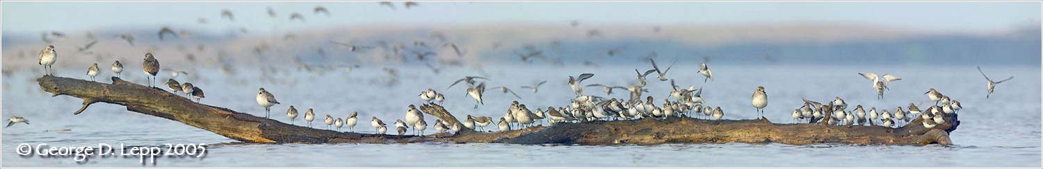 Birds on a Log, Morro Bay, CA. © George D. Lepp 2005 BS-GG-0001