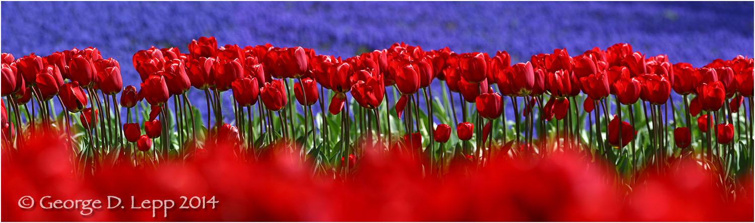 Tulips, Holland. © George D. Lepp 2014 PG-TU-0012