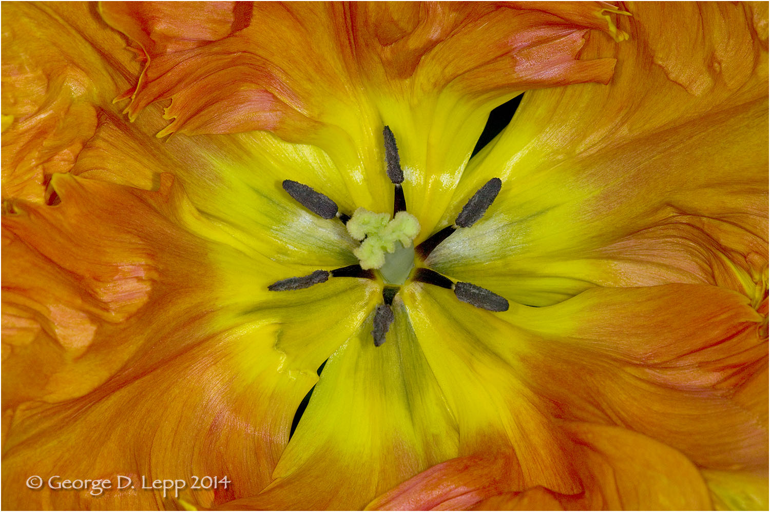 Tulips, Holland. © George D. Lepp 2014 PG-TU-0008