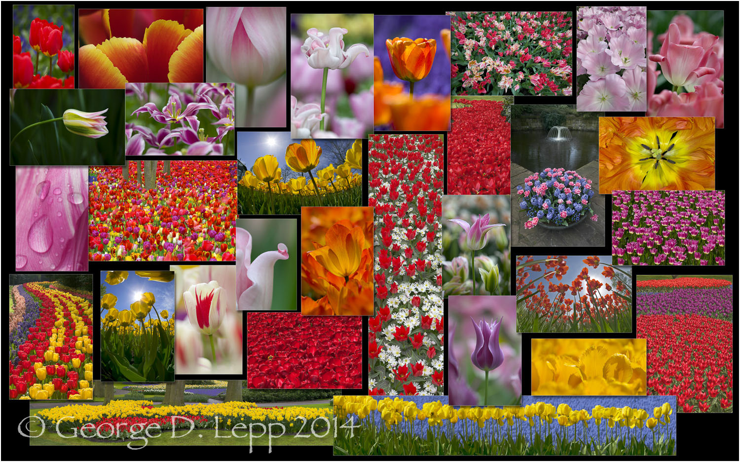 Tulip Composite, Holland. © George D. Lepp 2014 PG-TU-0327