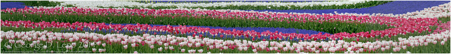 Tulips, Holland. © George D. Lepp 2014 PG-TU-0014