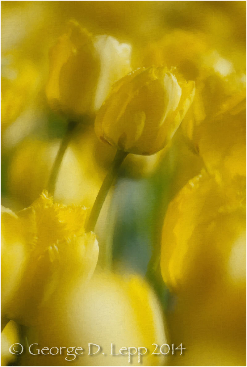 Tulips, Holland. © George D. Lepp 2014 PG-TU-0025