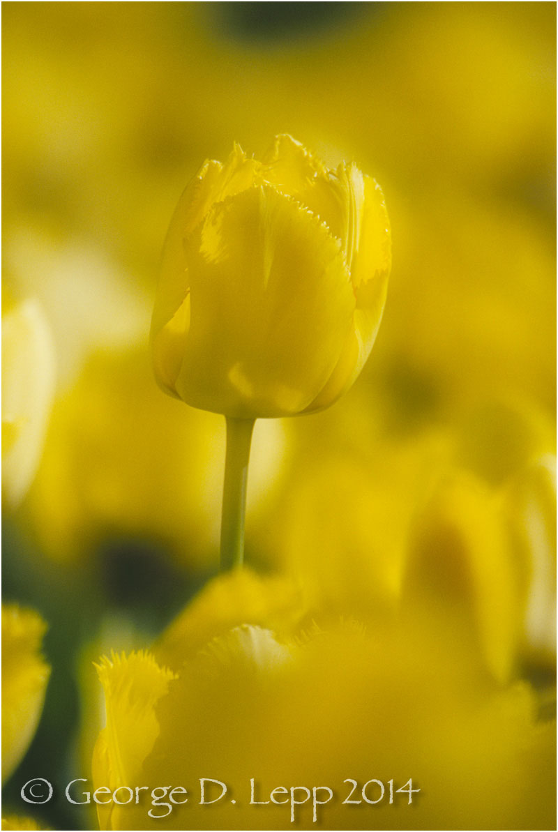 Tulips, Holland. © George D. Lepp 2014 PG-TU-0026