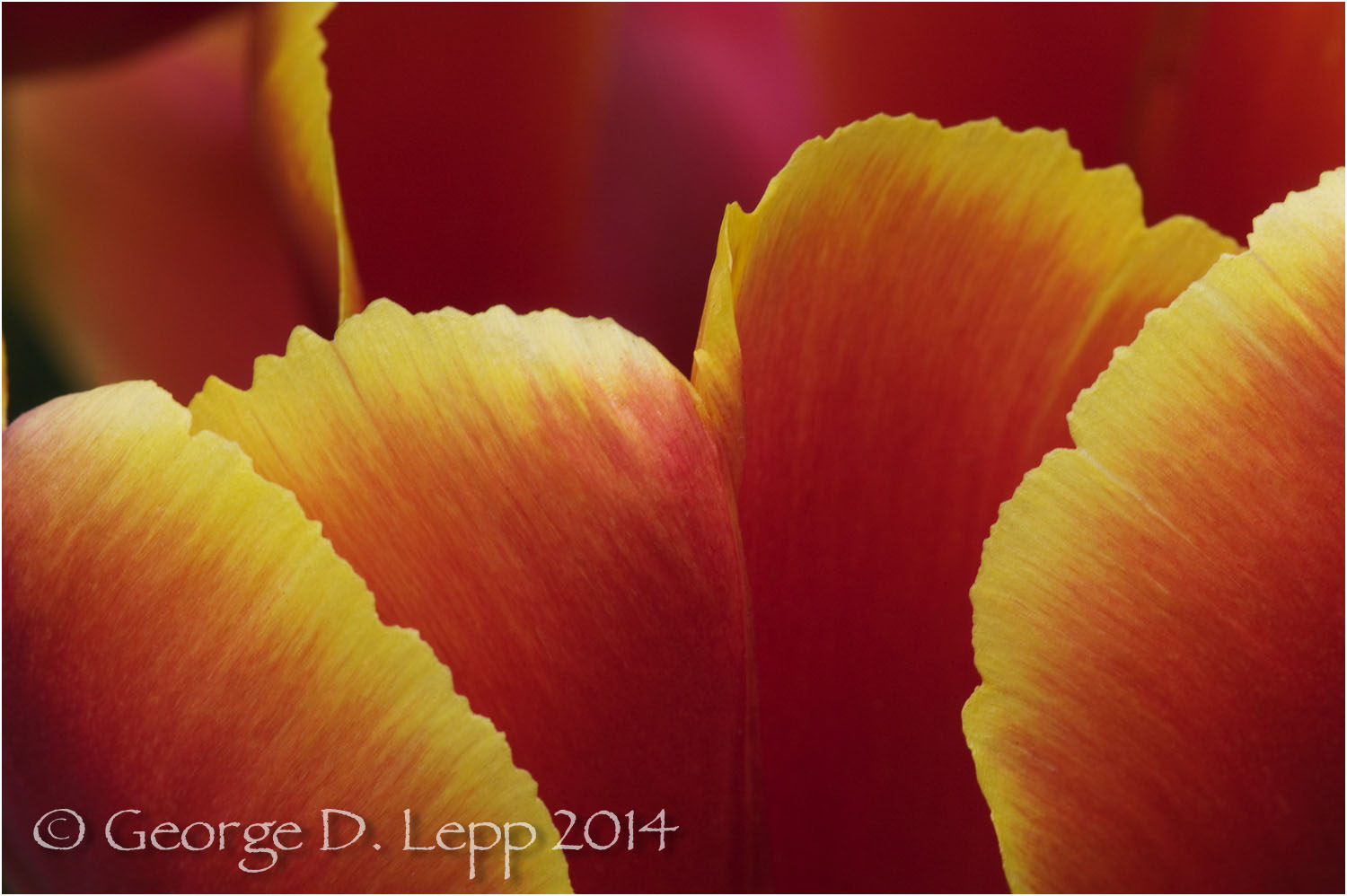 Tulips, Holland. © George D. Lepp 2014 PG-TU-0209