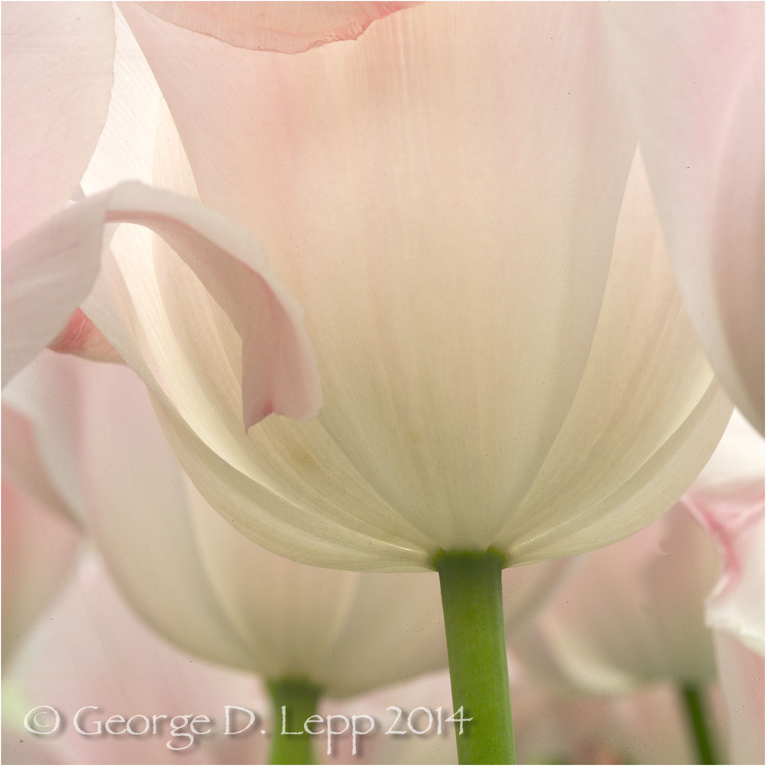 Tulips, Holland. © George D. Lepp 2014 PG-TU-0203