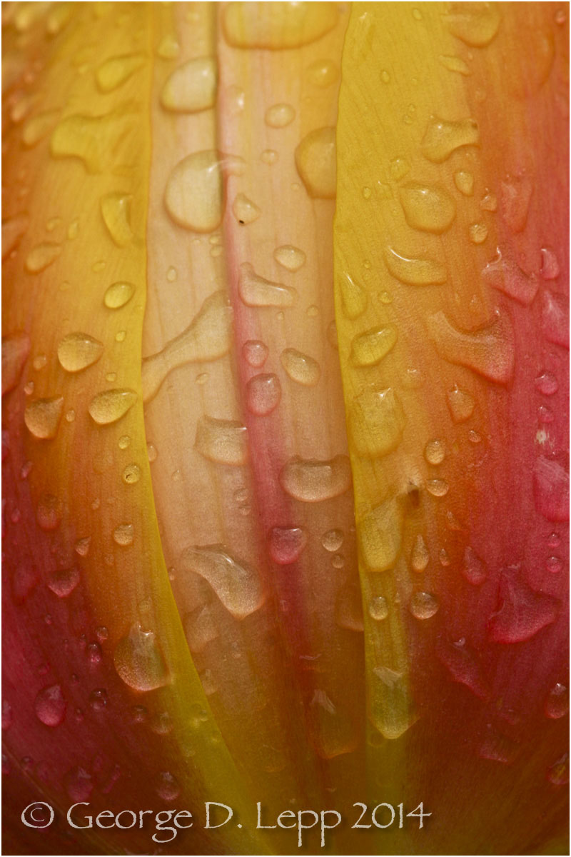 Tulips, Holland. © George D. Lepp 2014 PG-TU-0263