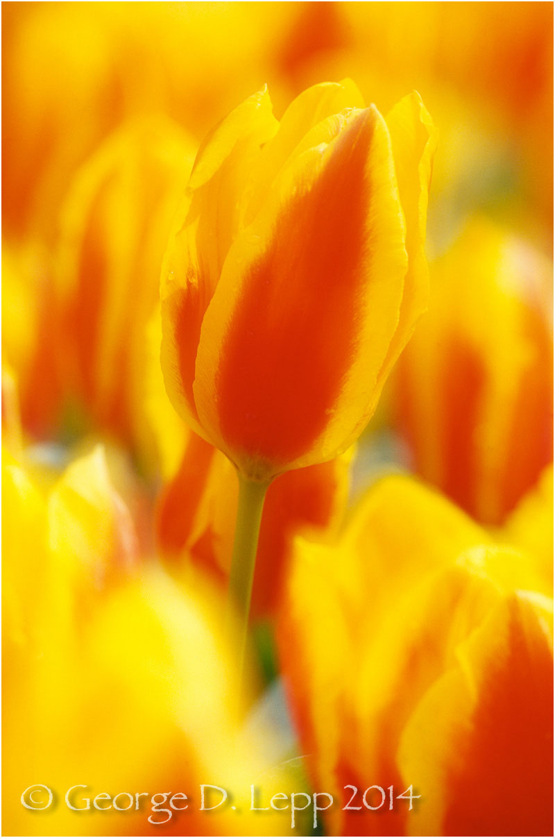 Tulips, Holland. © George D. Lepp 2014 PG-TU-0030