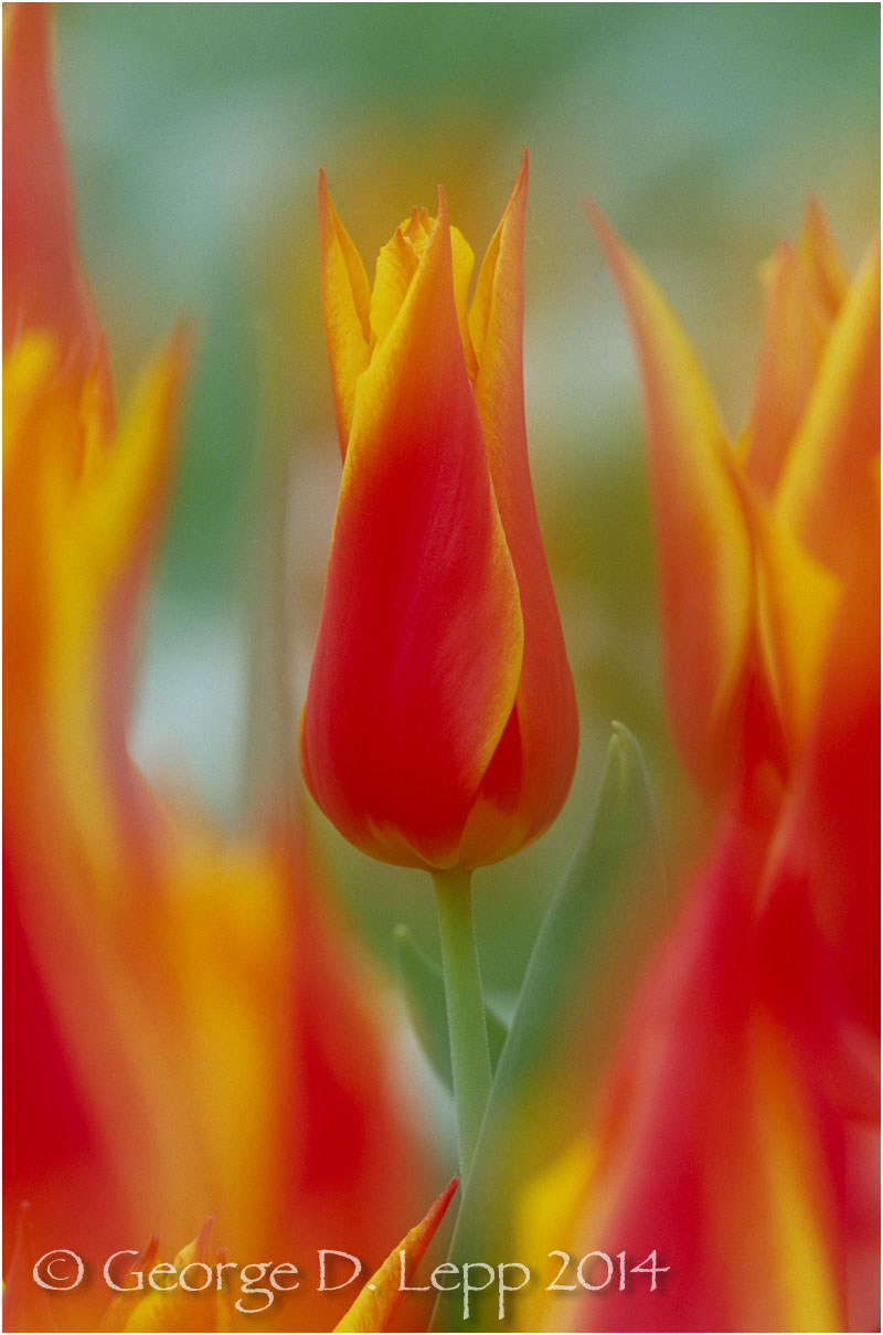 Tulips, Holland. © George D. Lepp 2014 PG-TU-0032