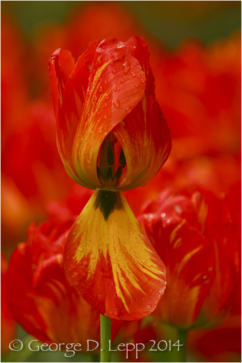 Tulips, Holland. © George D. Lepp 2014 PG-TU-242