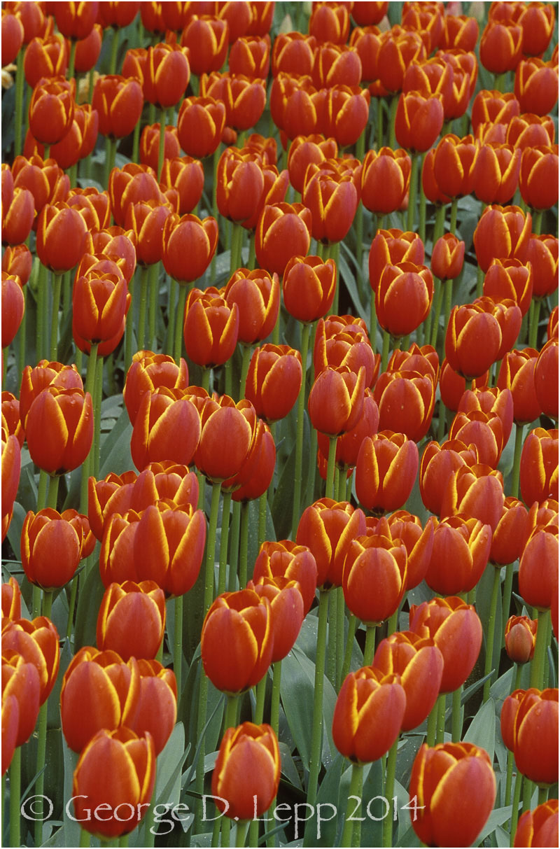 Tulips, Holland. © George D. Lepp 2014 PG-TU-0065