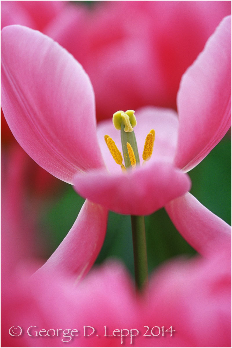 Tulips, Holland. © George D. Lepp 2014 PG-TU-0039