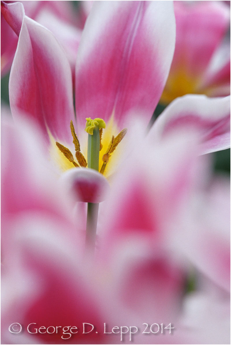 Tulips, Holland. © George D. Lepp 2014 PG-TU-0040