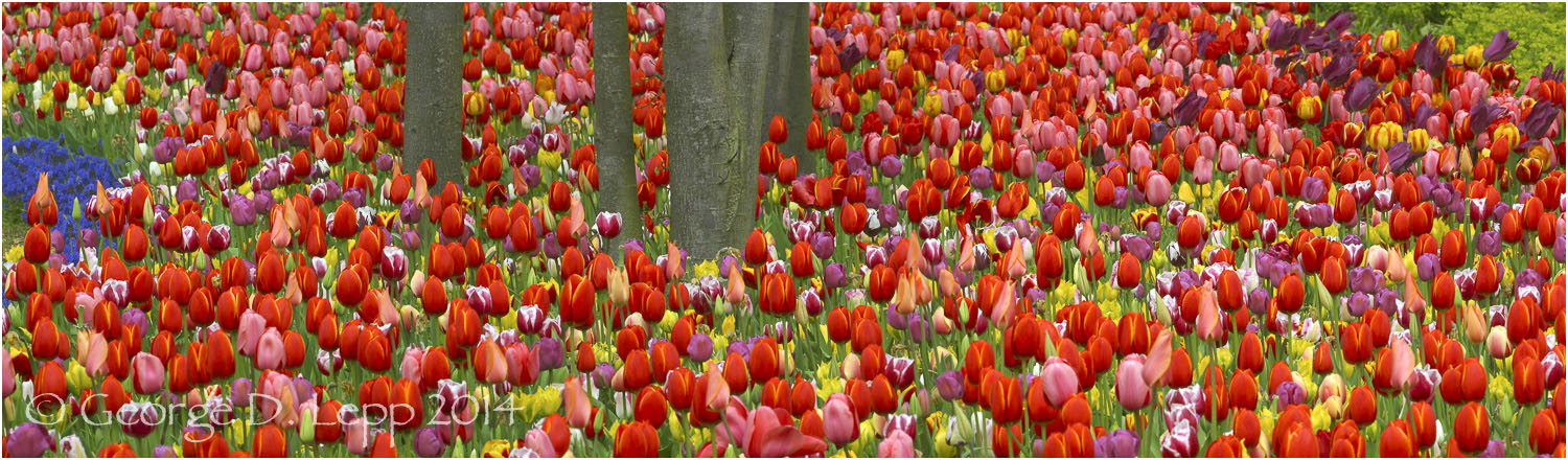 Tulips, Holland. © George D. Lepp 2014 PG-TU-0183