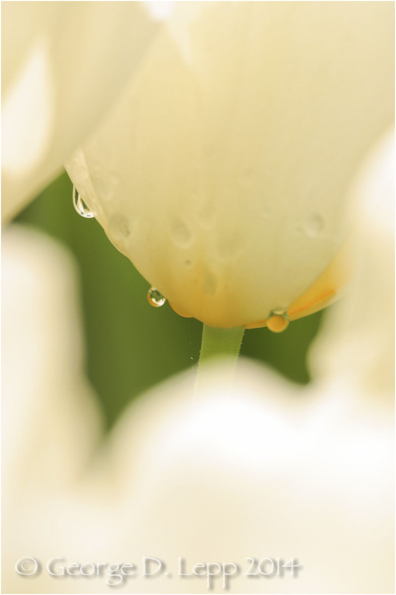 Tulips, Holland. © George D. Lepp 2014 PG-TU-0247