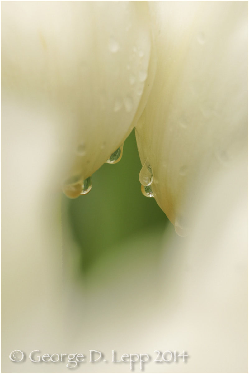 Tulips, Holland. © George D. Lepp 2014 PG-TU-0248