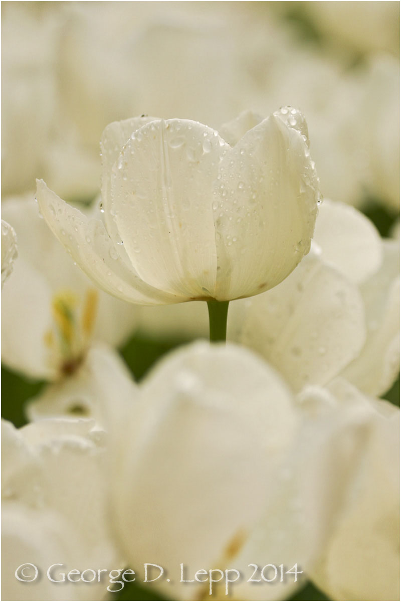 Tulips, Holland. © George D. Lepp 2014 PG-TU-0243