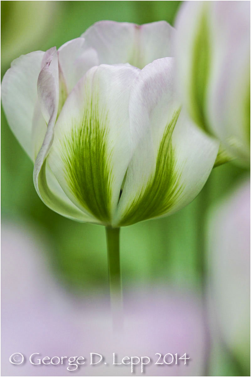 Tulips, Holland. © George D. Lepp 2014 PG-TU-0274