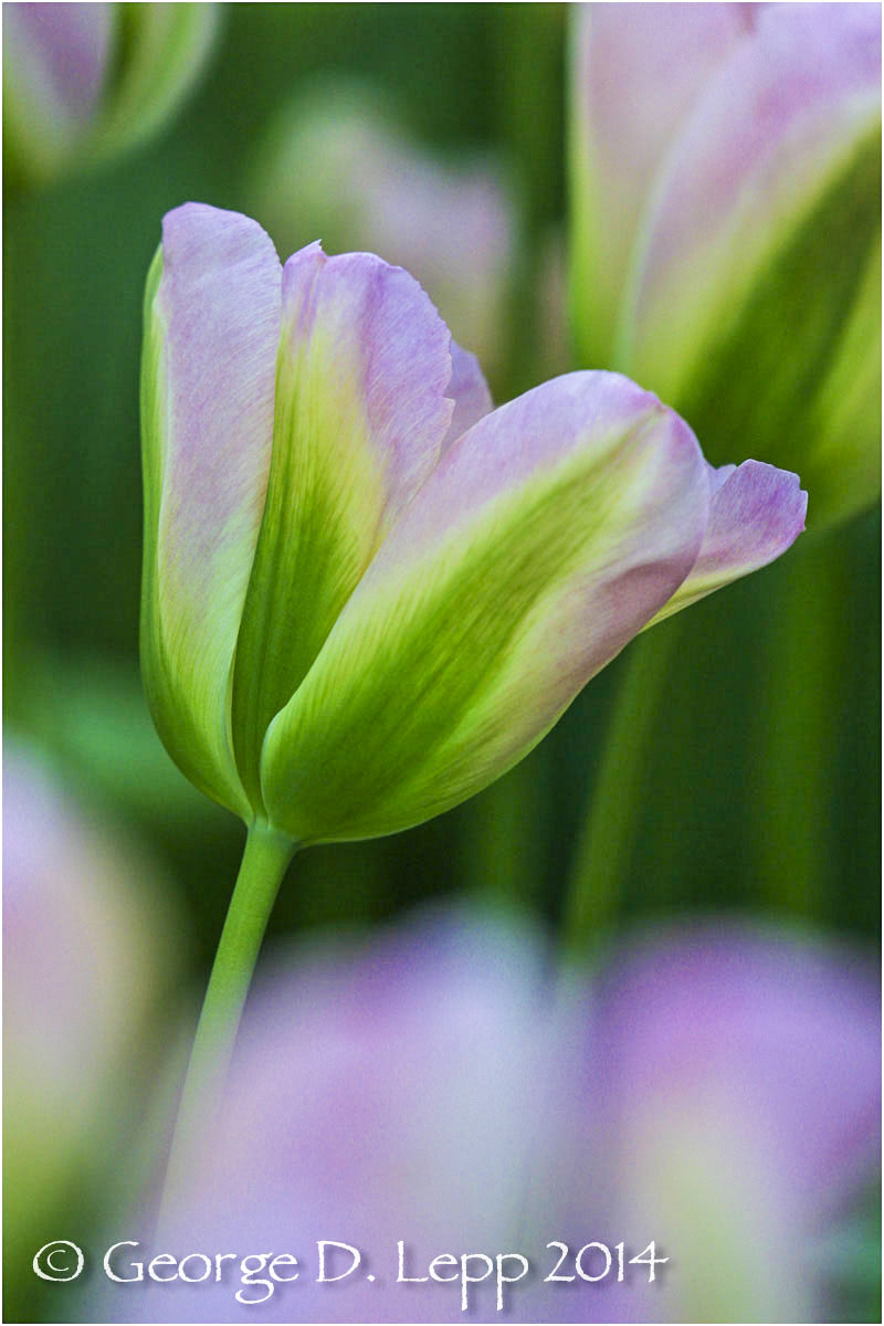 Tulips, Holland. © George D. Lepp 2014 PG-TU-0278
