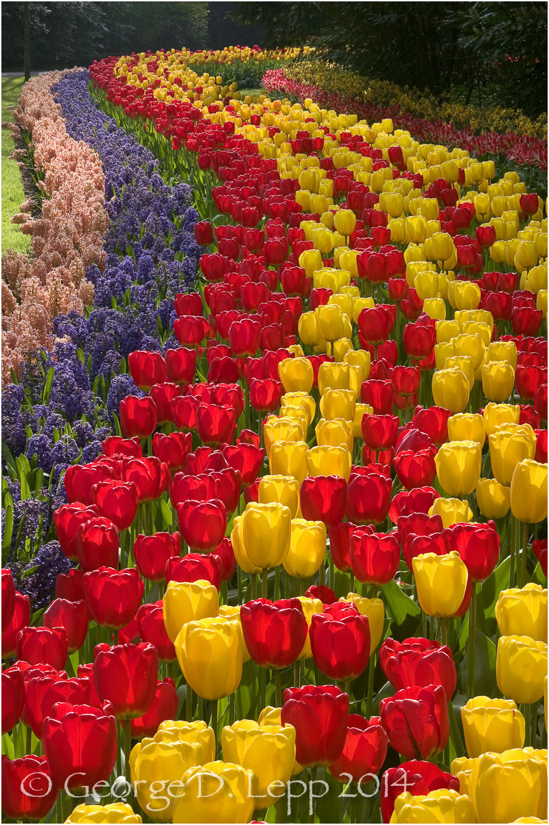 Tulips, Holland. © George D. Lepp 2014 PG-TU-0226