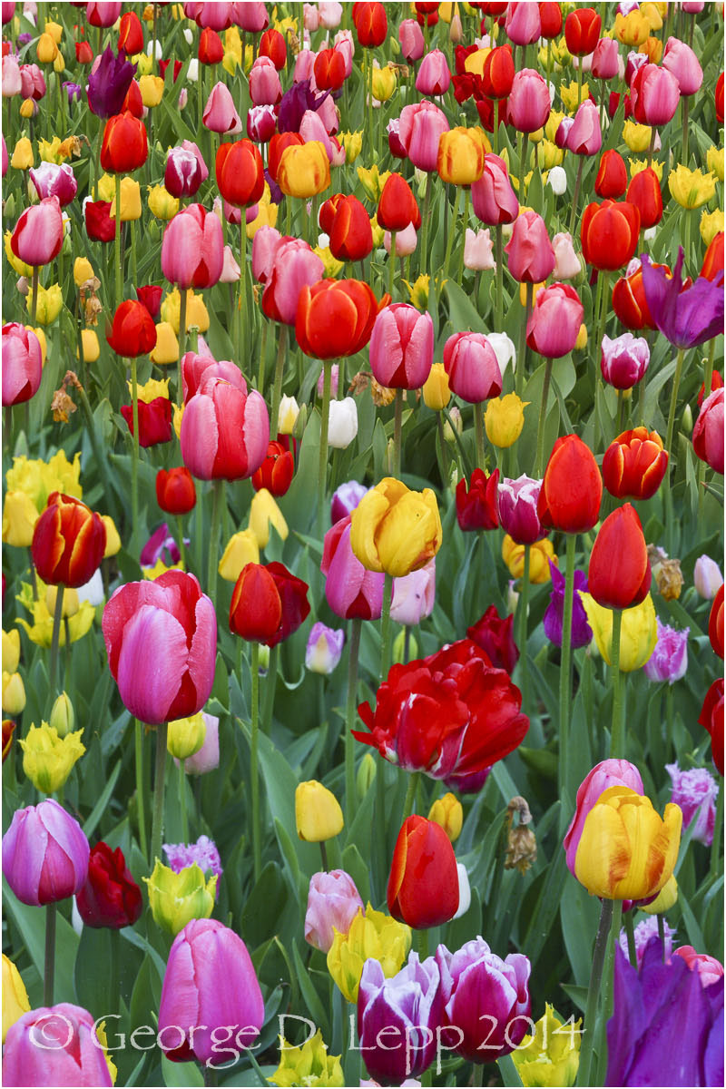 Tulips, Holland. © George D. Lepp 2014 PG-TU-0178