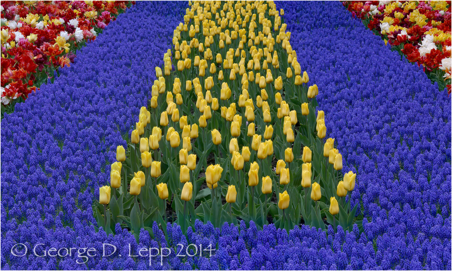 Tulips, Holland. © George D. Lepp 2014 PG-TU-0154
