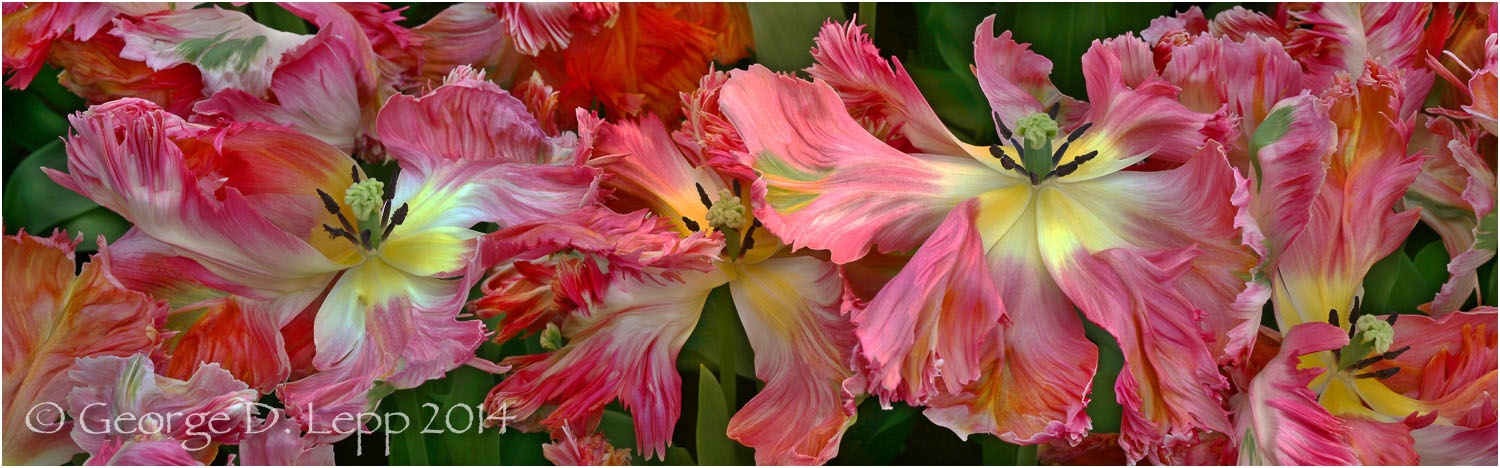 Tulips, Holland. © George D. Lepp 2014 PG-TU-0145