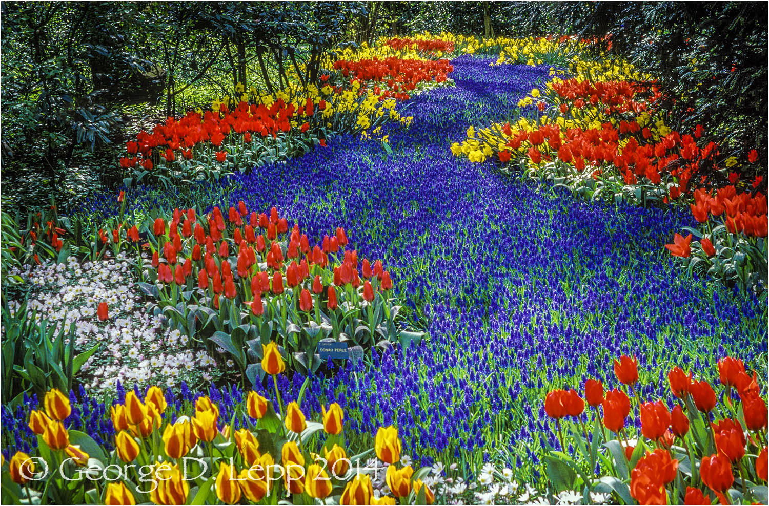 Tulips, Holland. © George D. Lepp 2014 PG-TU-0076