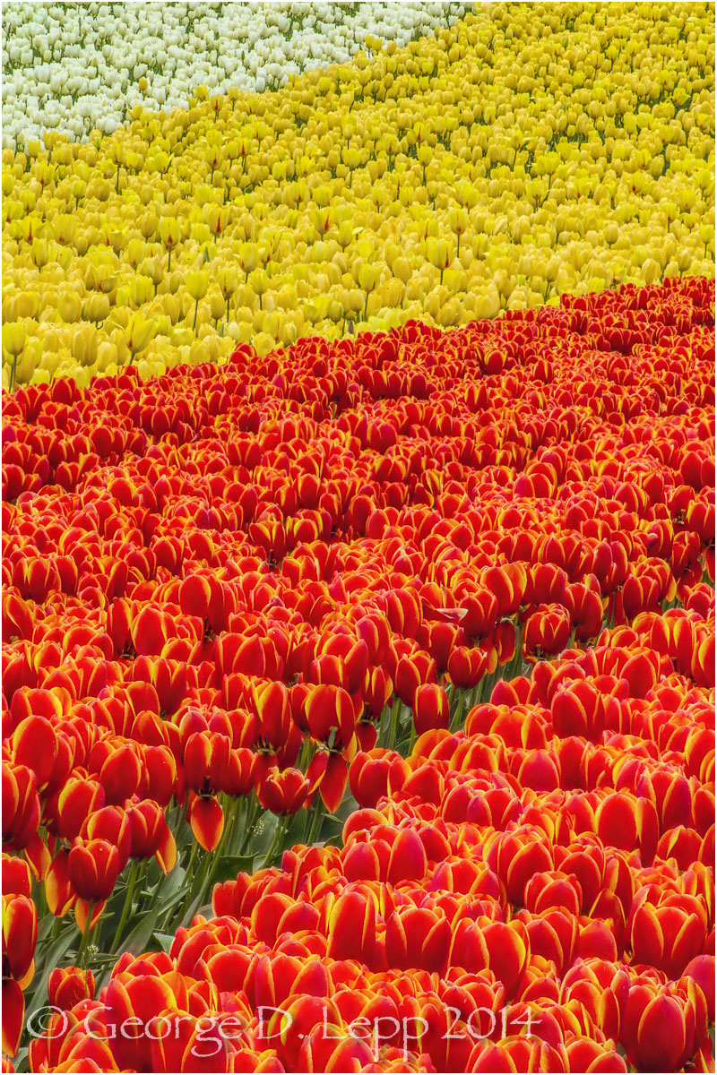 Tulips, Holland. © George D. Lepp 2014 PG-TU-0318