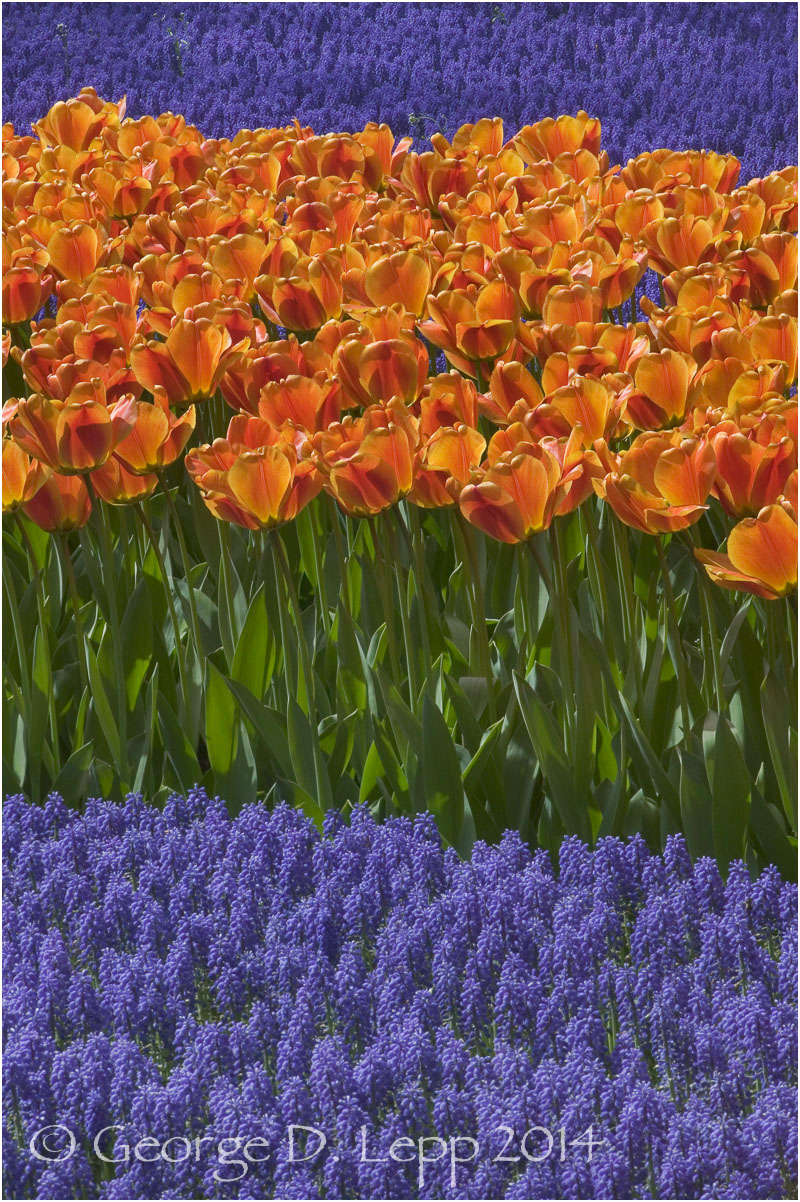 Tulips, Holland. © George D. Lepp 2014 PG-TU-0228