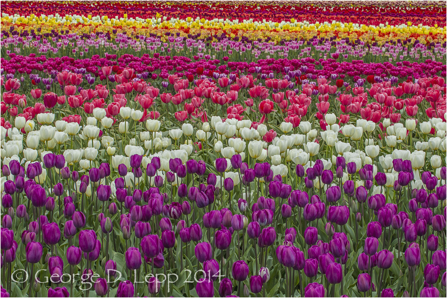 Tulips, Holland. © George D. Lepp 2014 PG-TU-0323