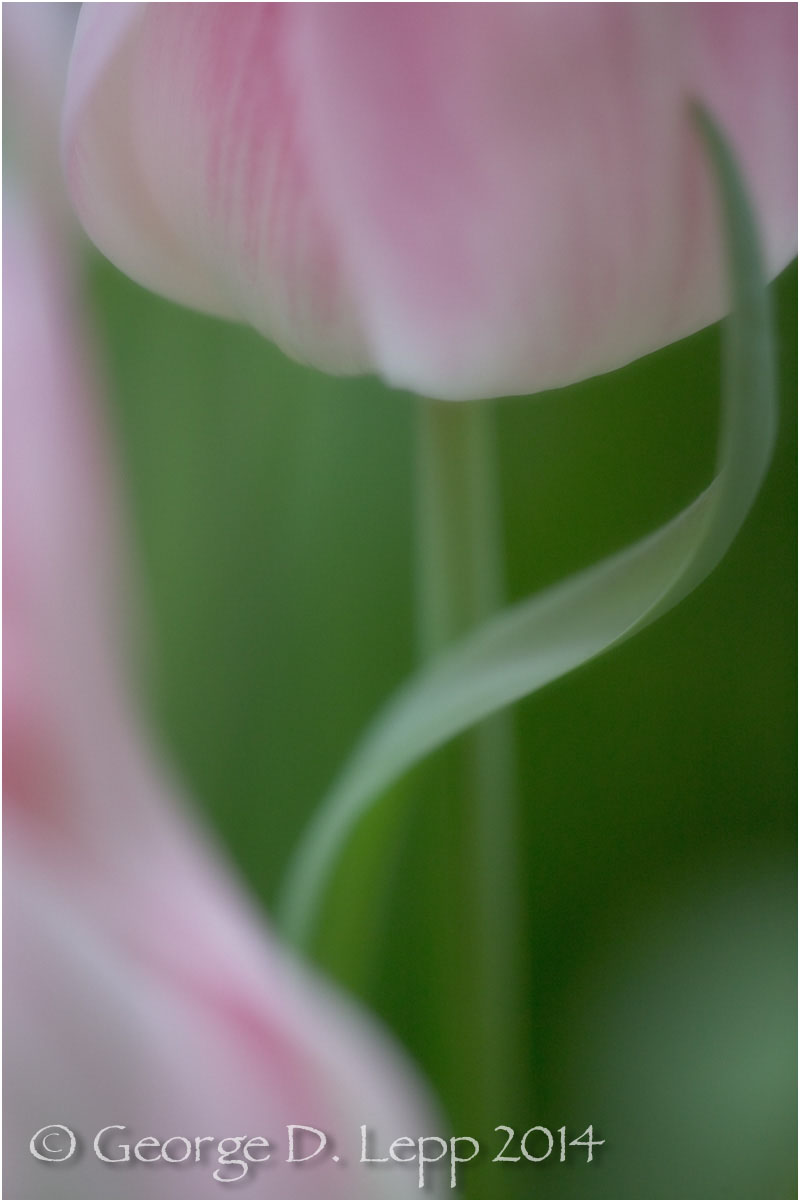 Tulips, Holland. © George D. Lepp 2014 PG-TU-0225