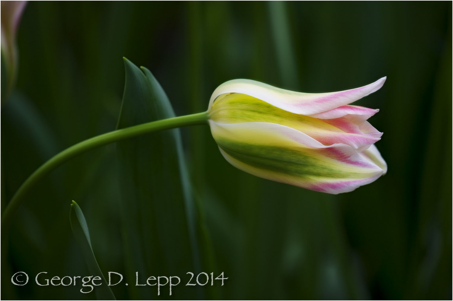 Tulips, Holland. © George D. Lepp 2014 PG-TU-0219