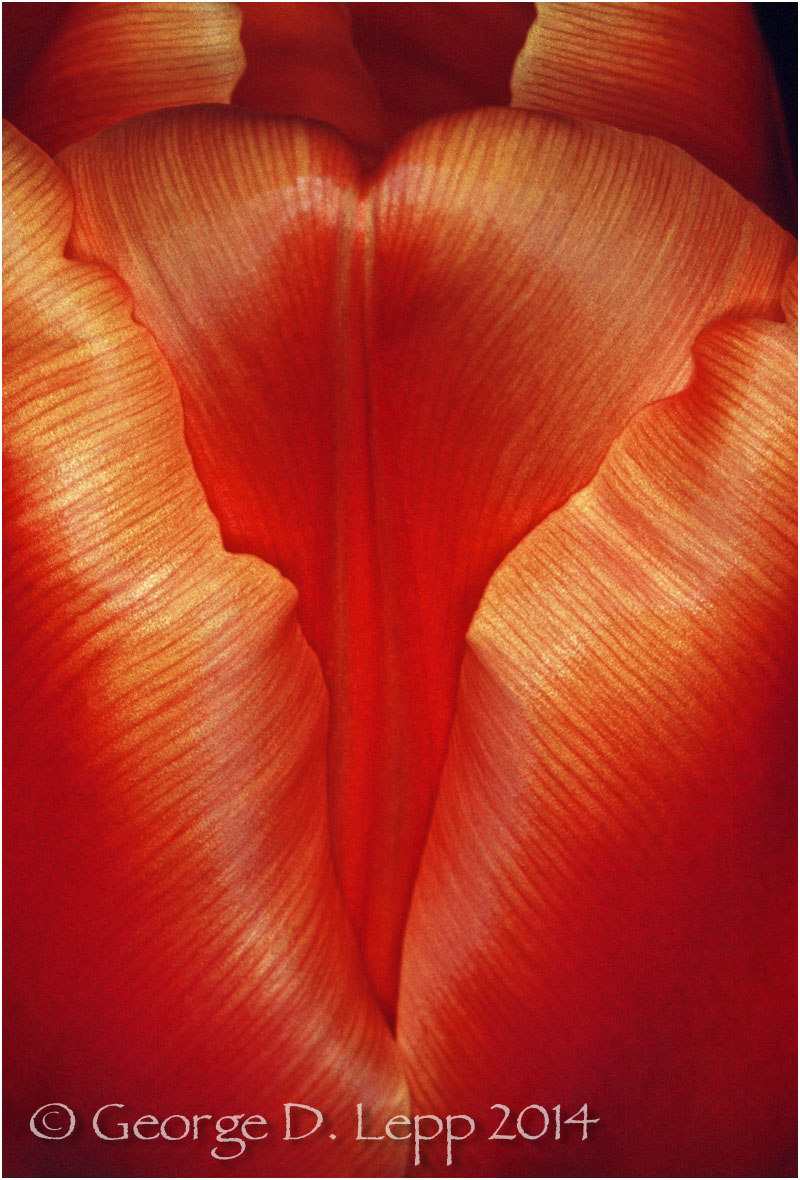 Tulips, Holland. © George D. Lepp 2014 PG-TU-0031