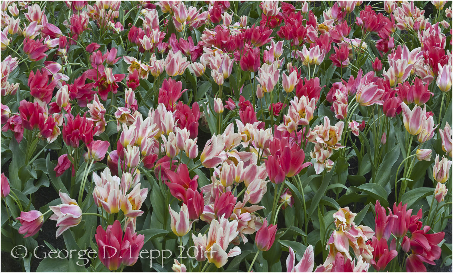 Tulips, Holland. © George D. Lepp 2014 PG-TU-0330