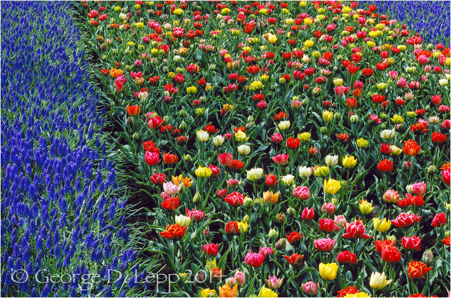 Tulips, Holland. © George D. Lepp 2014 PG-TU-0045