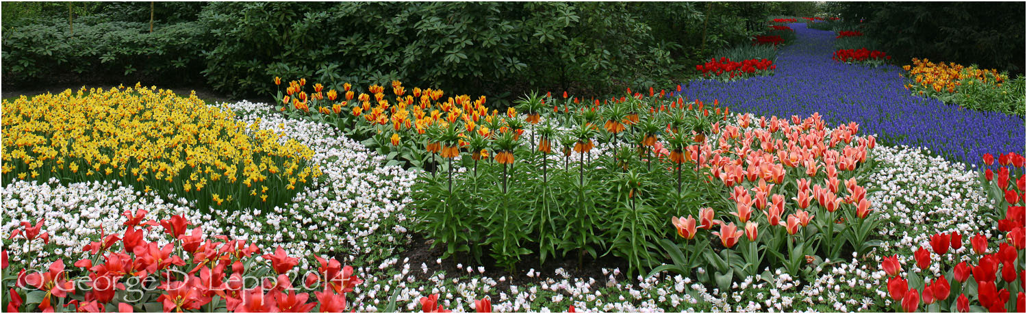 Tulips, Holland. © George D. Lepp 2014 PG-TU-0016