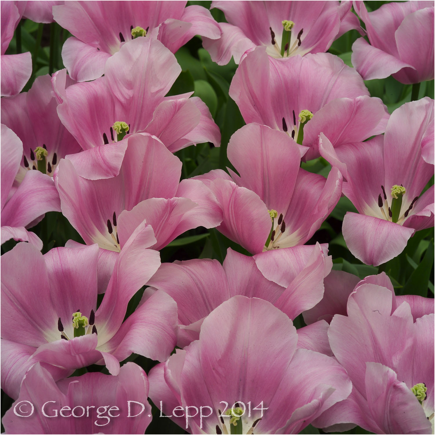 Tulips, Holland. © George D. Lepp 2014 PG-TU-0205