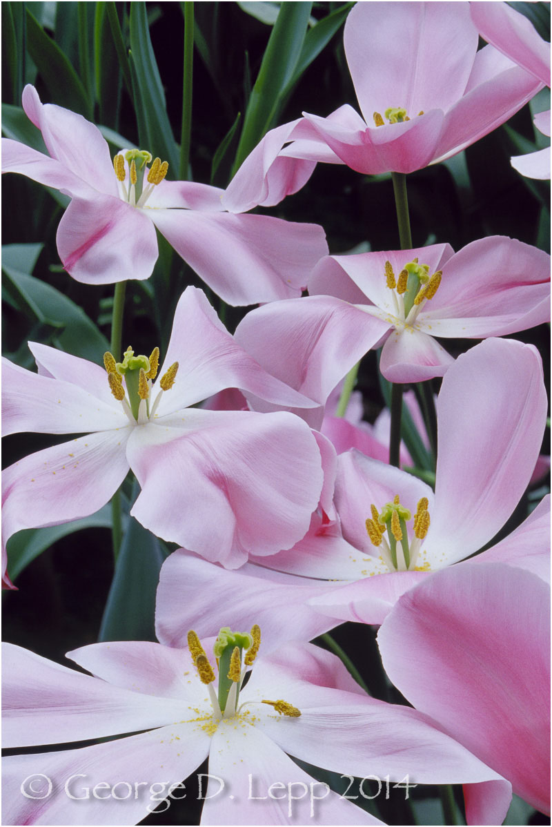 Tulips, Holland. © George D. Lepp 2014 PG-TU-0041
