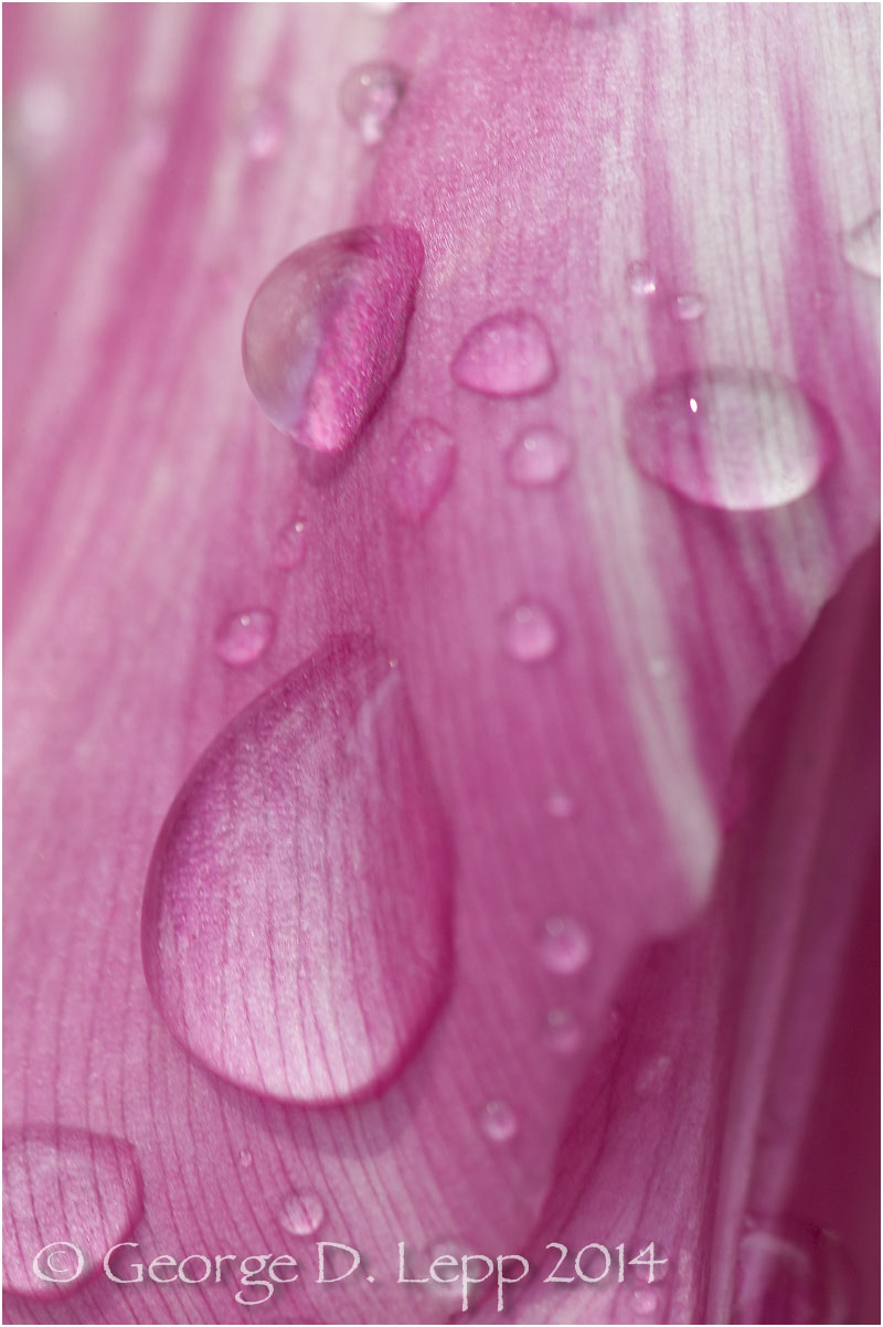 Tulips, Holland. © George D. Lepp 2014 PG-TU-0234