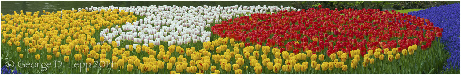Tulips, Holland. © George D. Lepp 2014 PG-TU-0163
