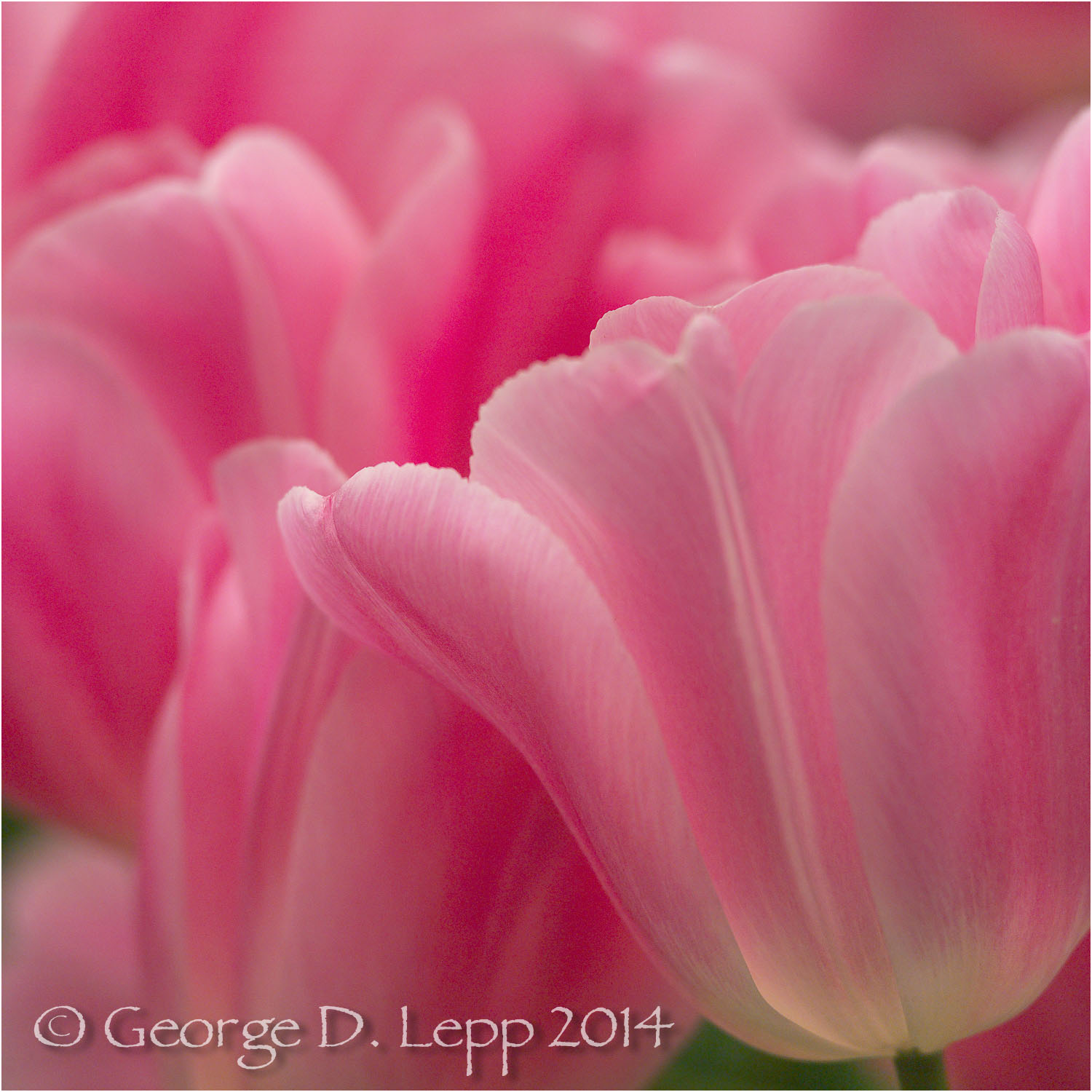 Tulips, Holland. © George D. Lepp 2014 PG-TU-0202